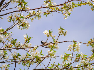Close up shot of Cherry blossom and a Periparus bird