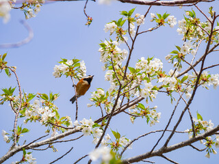 Close up shot of Cherry blossom and a Periparus bird