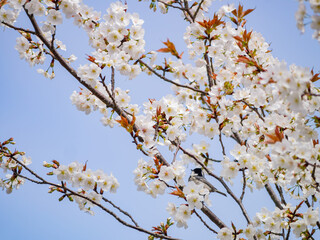 Close up shot of Cherry blossom