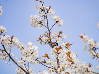 Close up shot of Cherry blossom