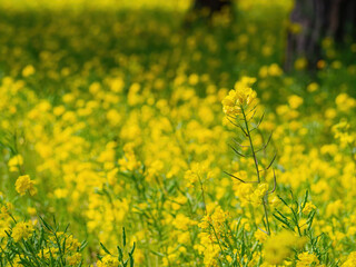 Beautiful Rapeseed blossom in the seaside park