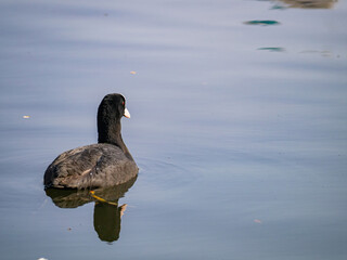 Close up shot of American Coot