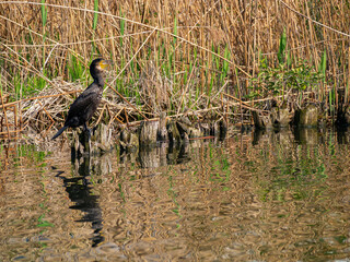 Close up shot of Double-crested cormorant