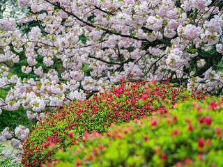 Fototapeta premium Close up shot of Cherry blossom