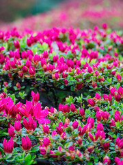 Overcast view of the landscape in Shinjuku Gyoen National Garden
