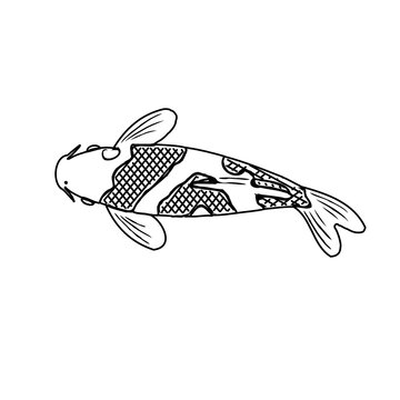 Koi fish black and white sketch design with a transparent background