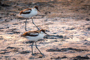 Two Water birds pied avocet, Recurvirostra avosetta, standing on salt lake shore in pink sunset light. The pied avocet is a large black and white wader with long, upturned beak