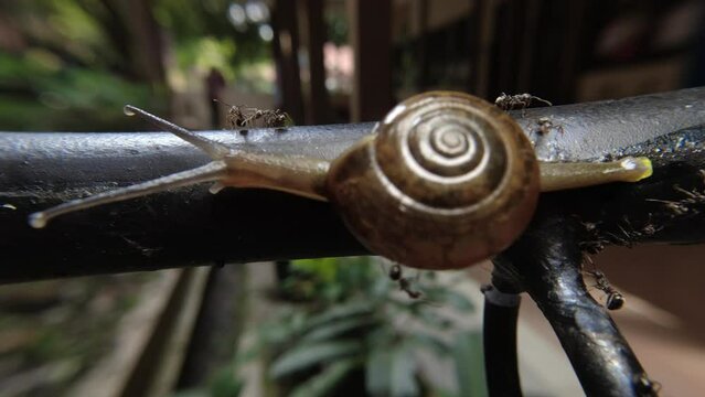 Zonitoides nitidus, shiny snail, Zonitoides nitida, little brown snail