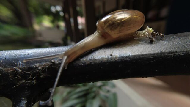 Zonitoides nitidus, shiny snail, Zonitoides nitida, little brown snail