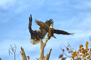 Bald eagles at White Rock Lake, Dallas, Texas