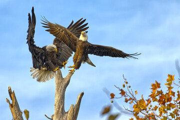 Bald eagles at White Rock Lake, Dallas, Texas