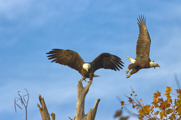 Bald eagles at White Rock Lake, Dallas, Texas