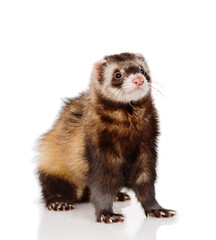 Fototapeta premium Ferret puppy sitting on a white background isolated