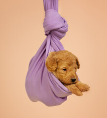 A small cute poodle puppy of red color wrapped in a purple cloth is hung in a cocoon on a brown background