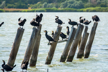 A flock of cormorants sits on a old sea pier in orange sunset light