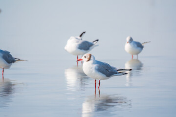 Flock of Seagulls, The European herring gull, swims on the calm lake shore