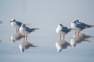 Flock of Seagulls, The European herring gull, swims on the calm lake shore