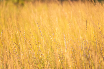 Yellow reed in the field. Bright natural background with sunset. Selective soft focus of beach dry grass and reeds