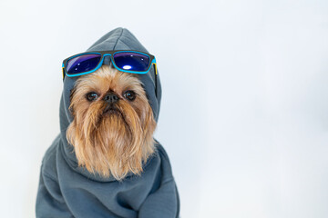 Fancy red dog with a beard of the Brussels Griffon breed in a gray hoodie, isolated on white