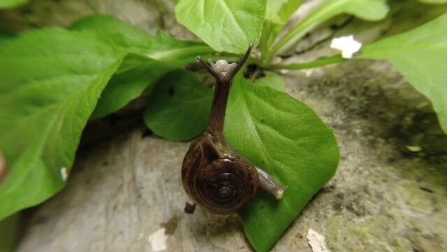 Zonitoides nitidus, shiny snail, Zonitoides nitida, little brown snail