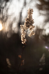 defocused view of dried wild flowers and grass, with lens flares against blurred sky background by helios lens