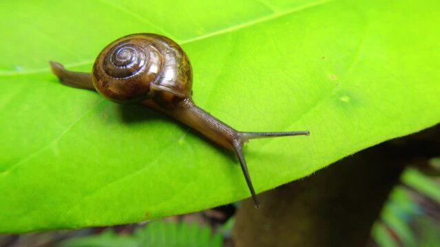 Zonitoides nitidus, shiny snail, Zonitoides nitida, little brown snail