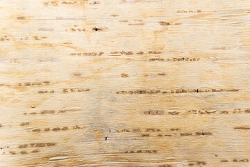Fototapeta premium birch bark natural texture background