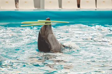 Dolphins showing performing dancing playing hoops and having fun swimming in the pool. Dolphin show...