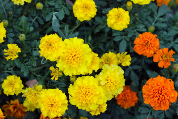 Orange and yellow colored African Marigold flowers.