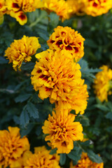 Orange and yellow colored African Marigold flowers.