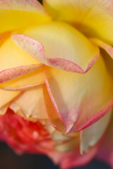 Elegant pastel orange pink mix colored rose flowerhead, close up macro photography.