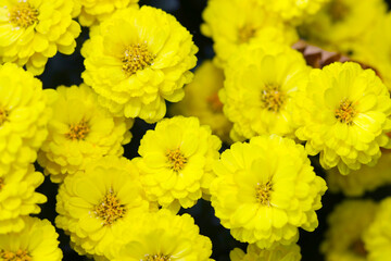 Vibrant yellow Pon Pon Mum flowers in full bloom. Close up macro photography.