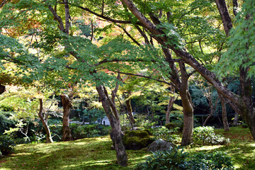 Fototapeta premium 京都 圓光寺の十牛之庭