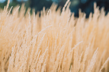 Dry ripe ears of grass close up.