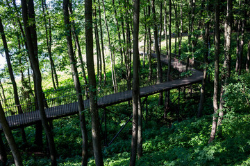 View of the walking bridge going on a hill in the forest between the trees