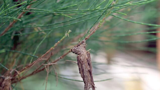 bagworm, Psychidae , bagmoths, Macrolepidoptera , Malacosoma americanum, Pachythelia villosella,  Phalacropterix graslinella,  Hyalarcta huebner