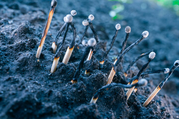 Used household wooden matches sticking out of the soil close-up on a blurred background. Forest...