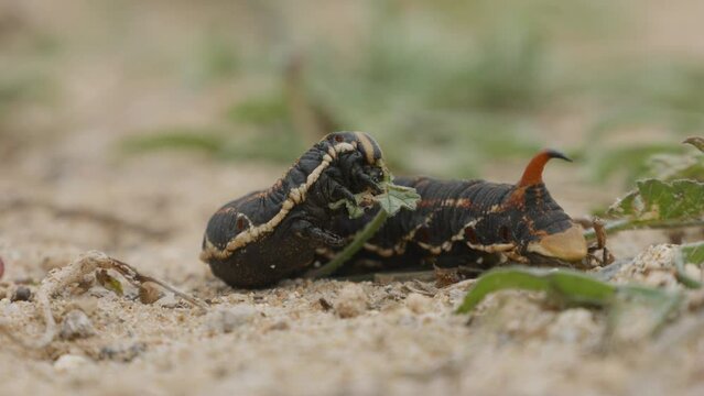 Sphinx caterpillar of bindweed. It feeds on the plant that gives it its name  feeding on small leaves