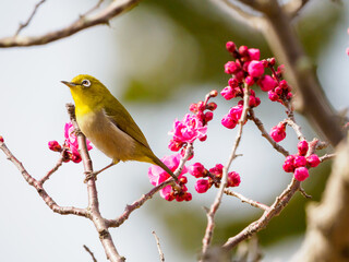 梅とメジロ