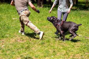 Cane Corso attacking dog handler during aggression training.