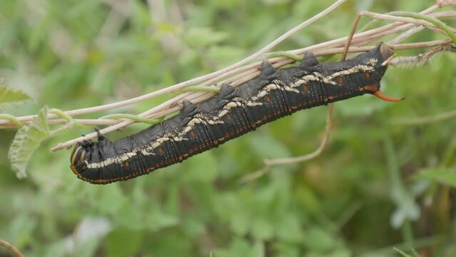 Sphinx caterpillar of bindweed. It feeds on the plant that gives it its name Perched on a tree branch