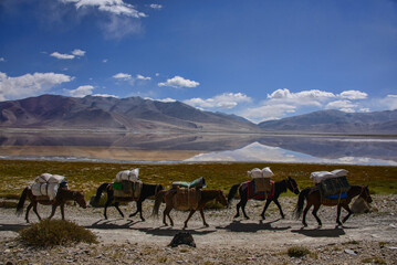 Fototapeta na wymiar Horse trekking to Tso Moriri, Ladakh, India