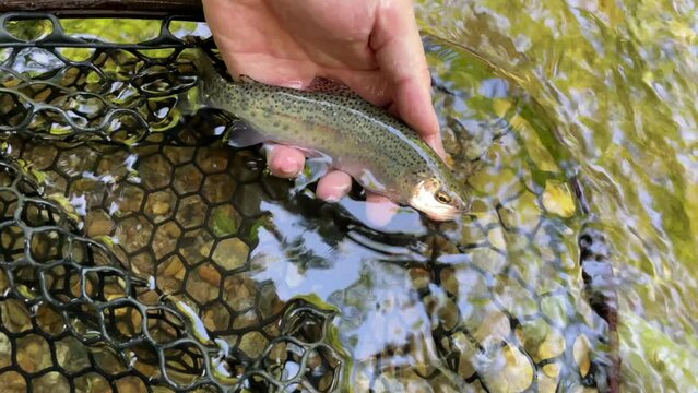Baby rainbow trout released back into the river after being caught fly fishing.