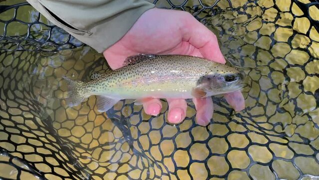 Rainbow trout held in hand just picked out of the net