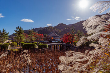 Fototapeta premium 京都の秋