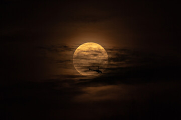 Obraz premium Airplane is flying trough the full moon during at night. Airplane on background full moon