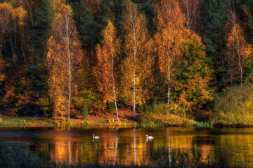 A small lake with two swans, autumn colors, near Brodnica, Poland