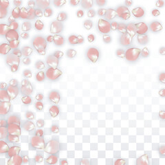 Pink Vector Realistic Petals Falling on Transparent Background.  Spring Romantic Flowers Illustration. Flying Petals. Sakura Spa Design. Blossom Confetti. Design Elements for Wedding Decoration.