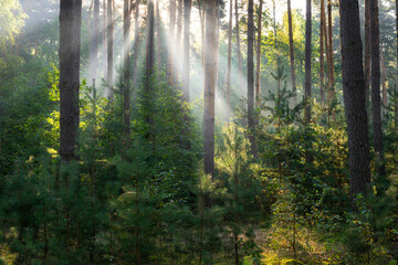 Beautiful sunny morning in green forest