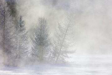 Obraz na płótnie Canvas Trees and river in winter in fog